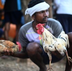 CHUTOGEL - Perkembangan sabung ayam dari masa ke masa