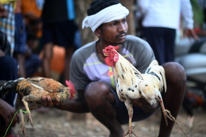 CHUTOGEL - Perkembangan sabung ayam dari masa ke masa