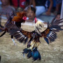 CHUTOGEL - Sejarah sabung ayam sebagai permainan taruhan klasik