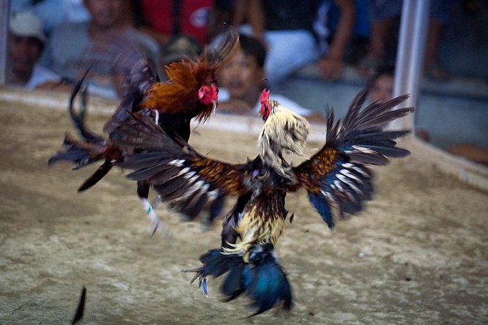 CHUTOGEL - Sejarah sabung ayam sebagai permainan taruhan klasik