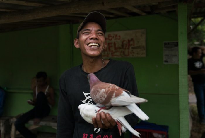 CHUTOGEL - Adu burung merpati balap dalam budaya taruhan Jawa