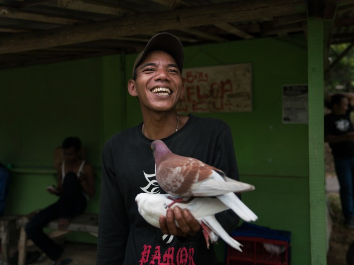 CHUTOGEL - Adu burung merpati balap dalam budaya taruhan Jawa